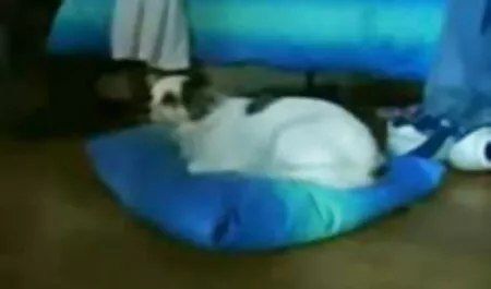 Floreciendo videos de negros follando duro en el arbusto habrá dinero,